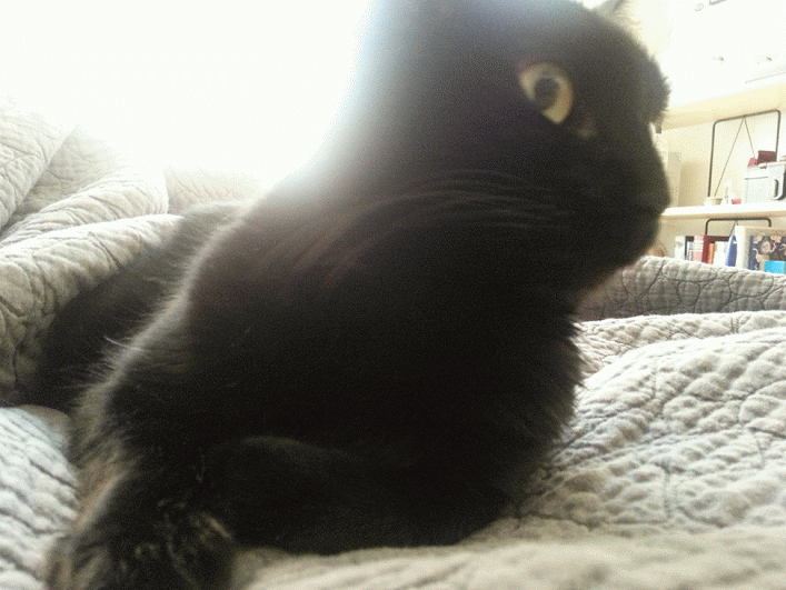 othello black cat