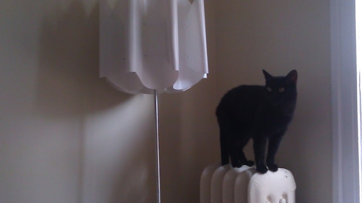 othello black cat