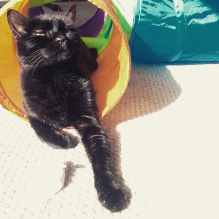 black cat sunbathing